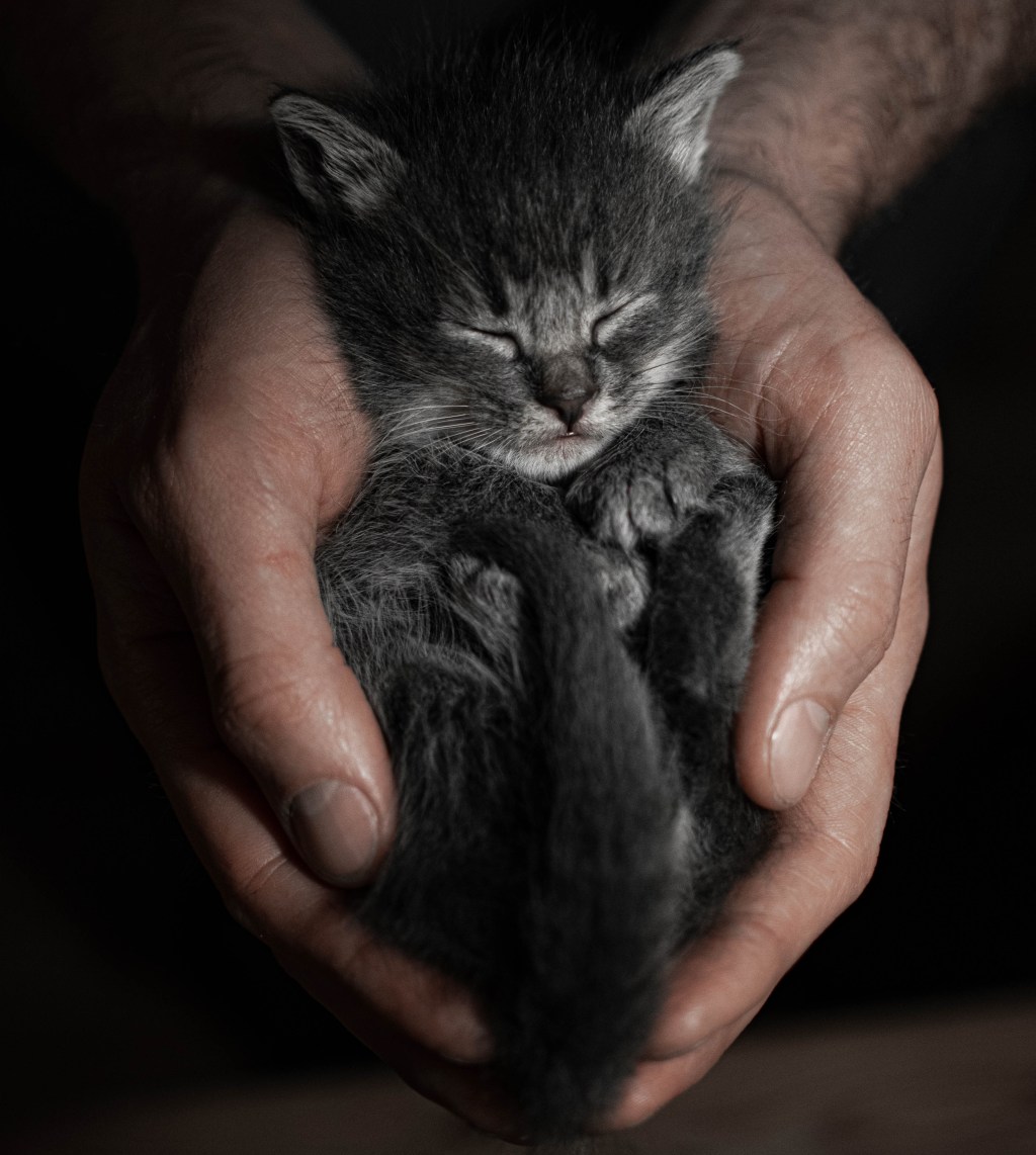 We’re all God’s&nbsp;PETS